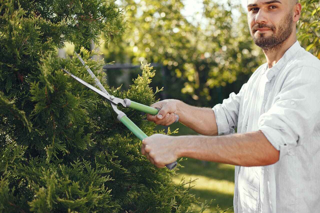 Dead Tree Removal